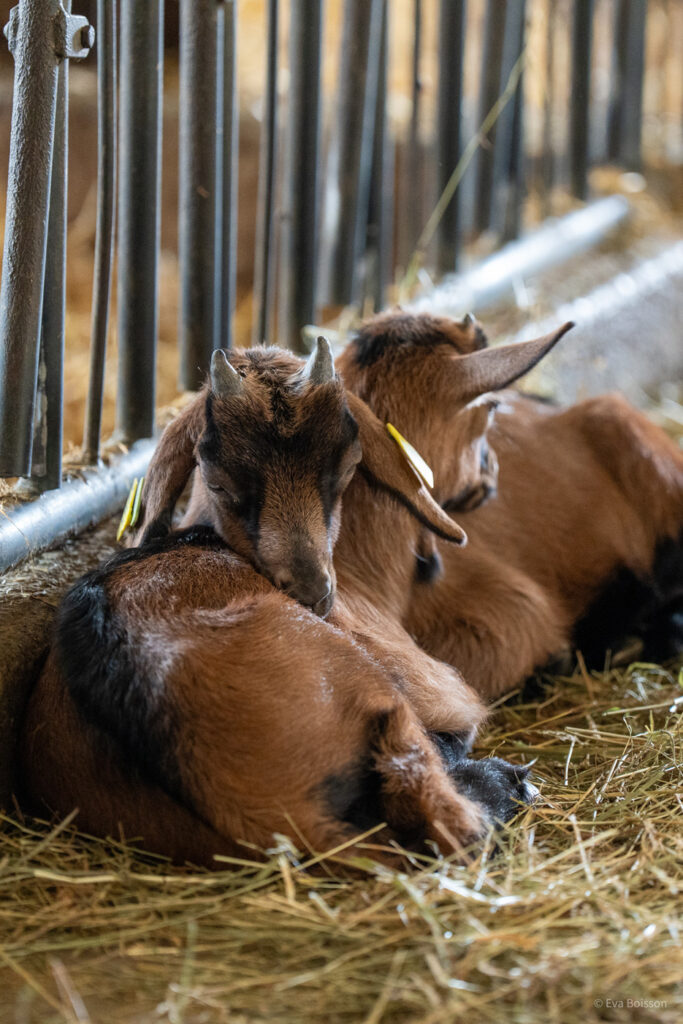 Services Petits ruminants : SOGEN accompagne les éleveurs bovins, ovins et caprins du Sud-Ouest (65, 64, 40, 32, 47, 24, 33) dans la gestion de la reproduction de leurs cheptels.