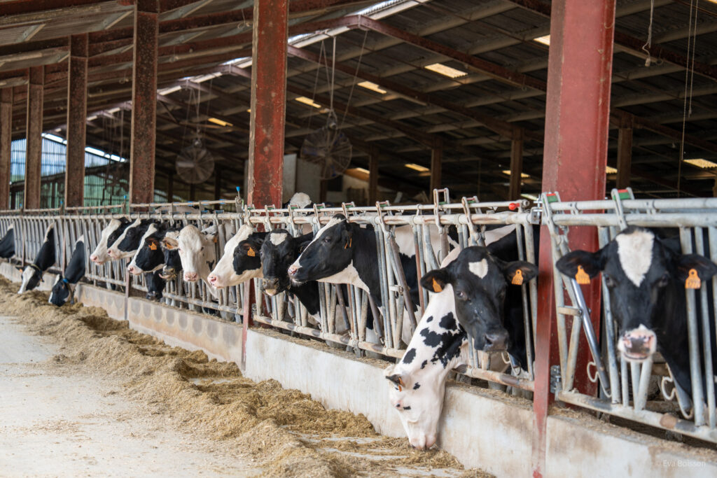 SOGEN accompagne les éleveurs bovins, ovins et caprins du Sud-Ouest (65, 64, 40, 32, 47, 24, 33) dans la gestion de la reproduction de leurs cheptels.